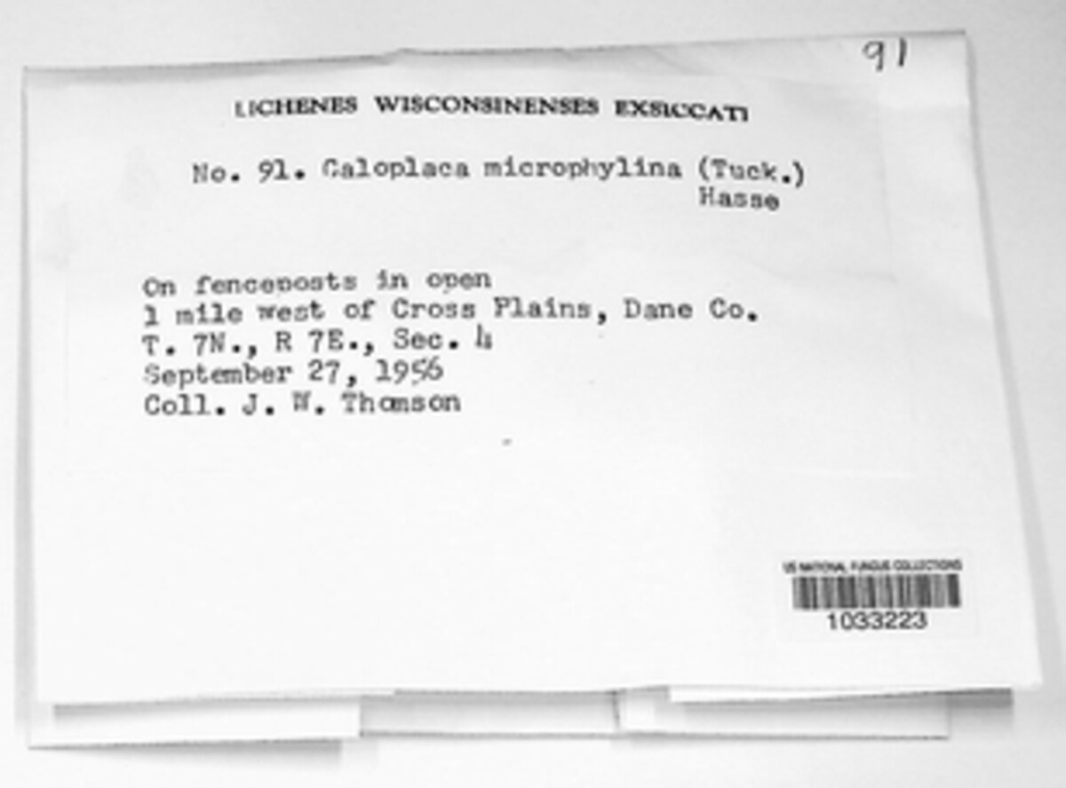 Tayloriellina microphyllina image